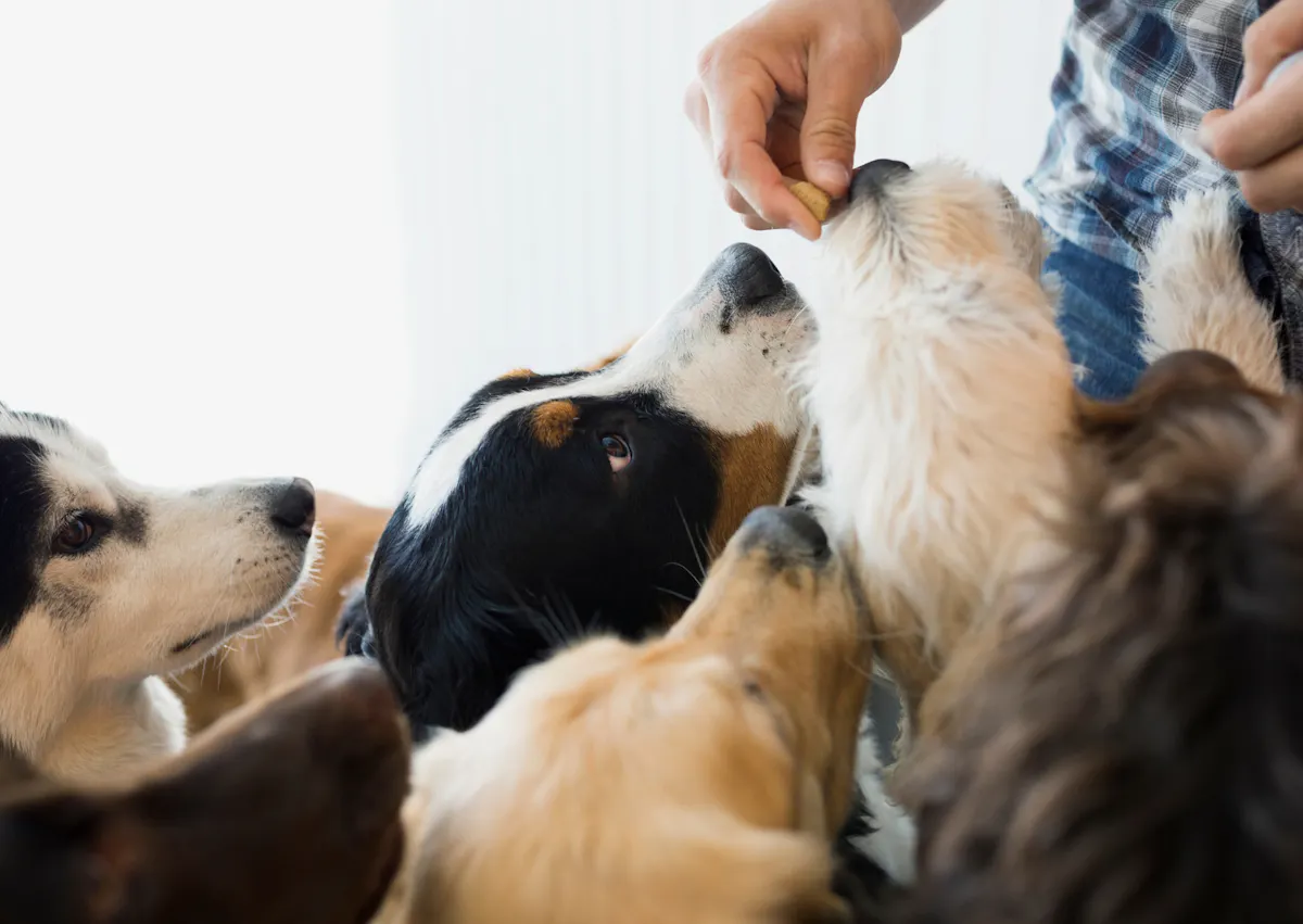 une personne donne des friandises à plusieurs chiens