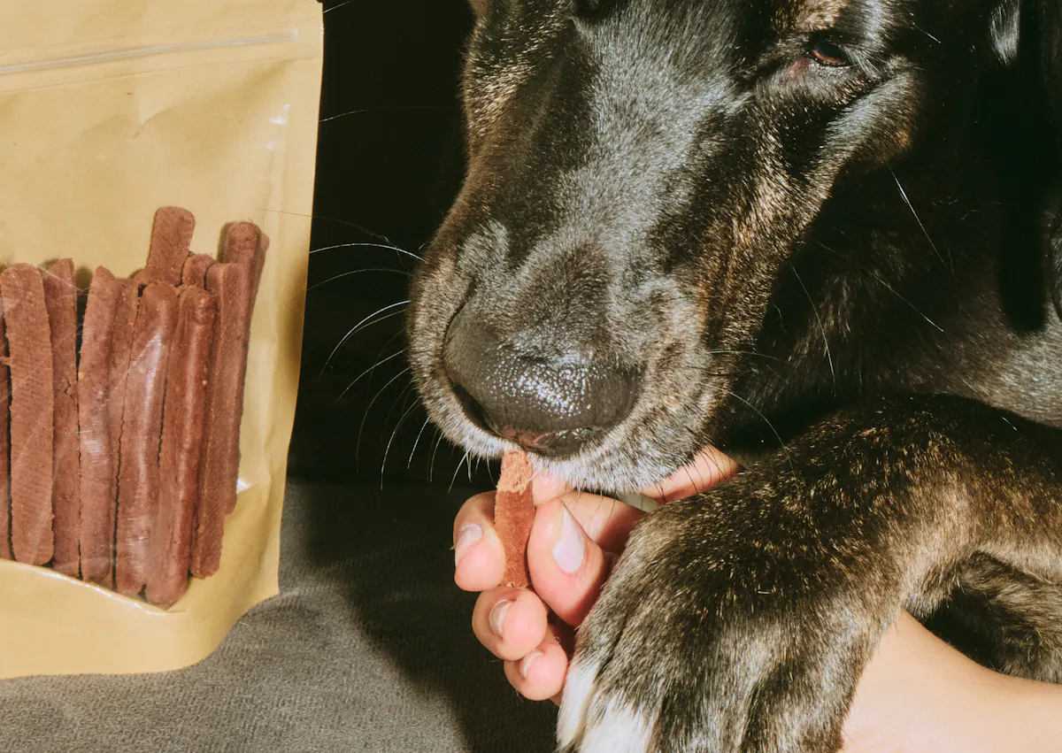 un chien mange une friandise de mastication
