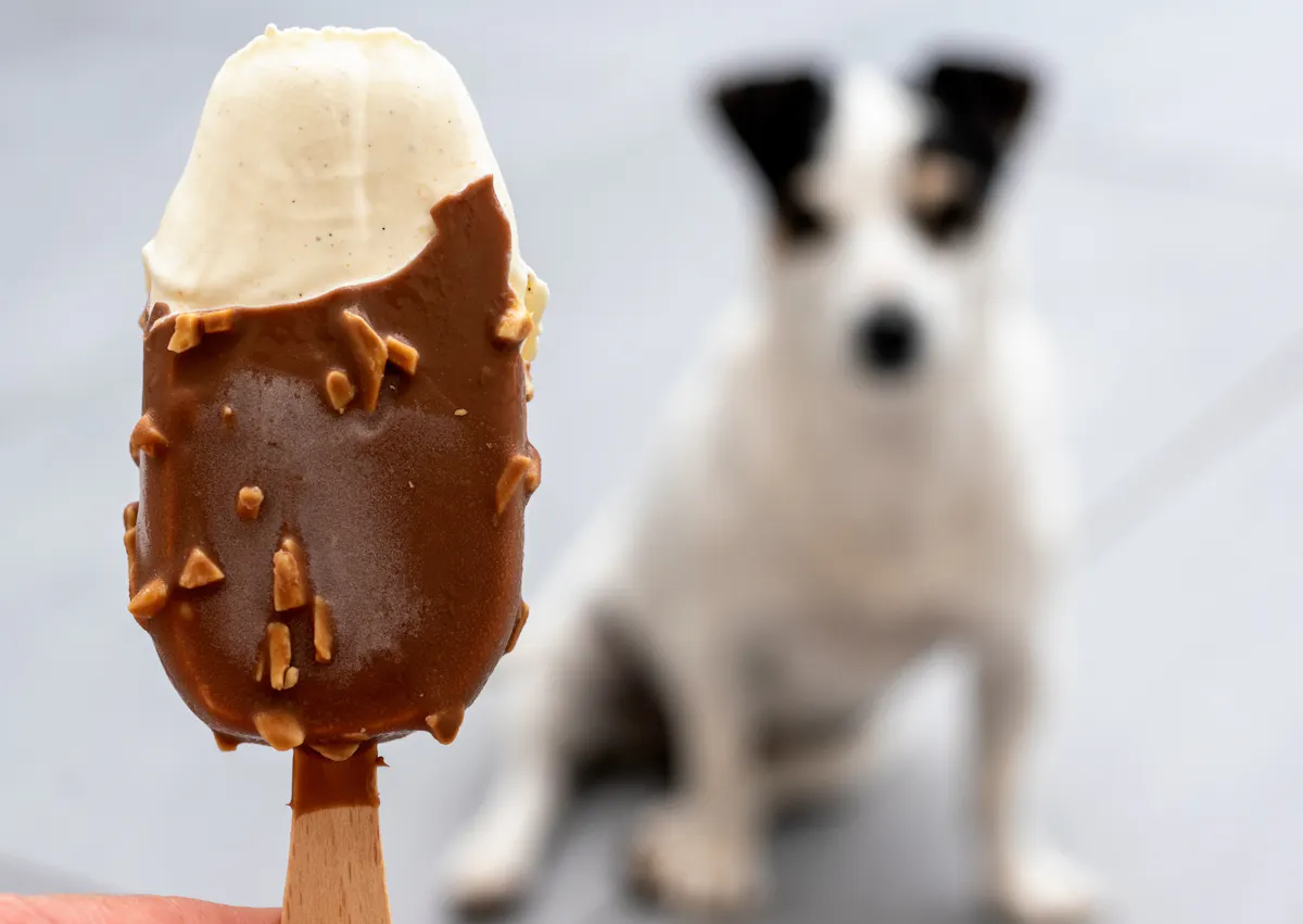une glace au chocolat en rpemier plan devant un chien