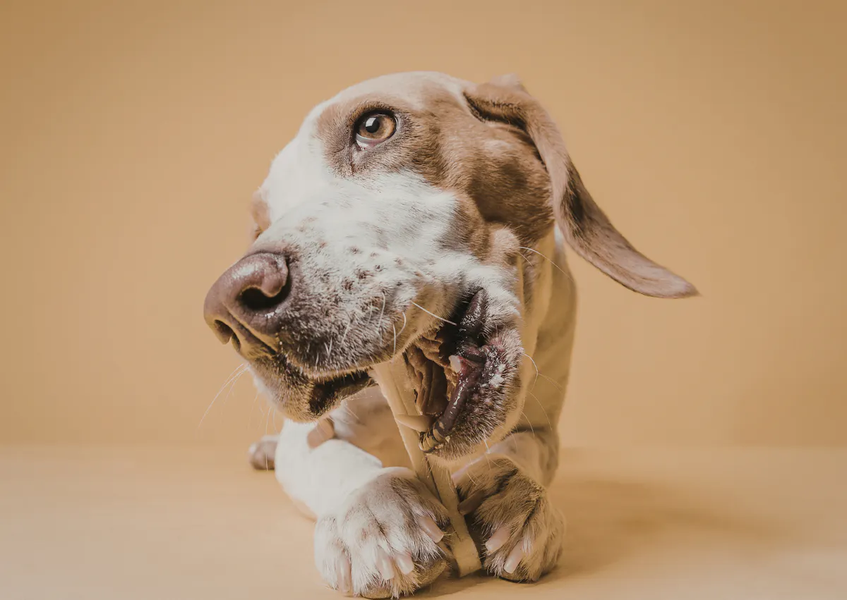 une chien mange une friandises de mastication 