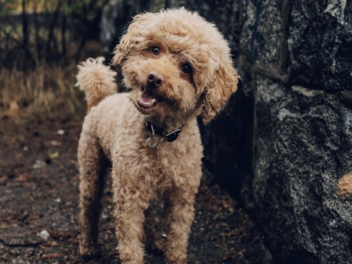 chien durée maximale pour se retenir de faire pipi - Fredrik Öhlander - unsplash