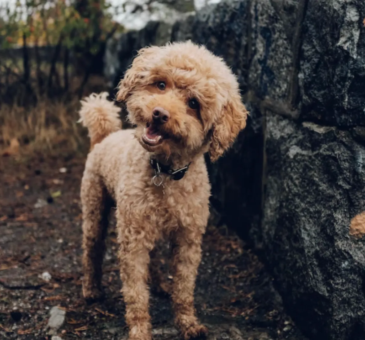 chien durée maximale pour se retenir de faire pipi - Fredrik Öhlander - unsplash