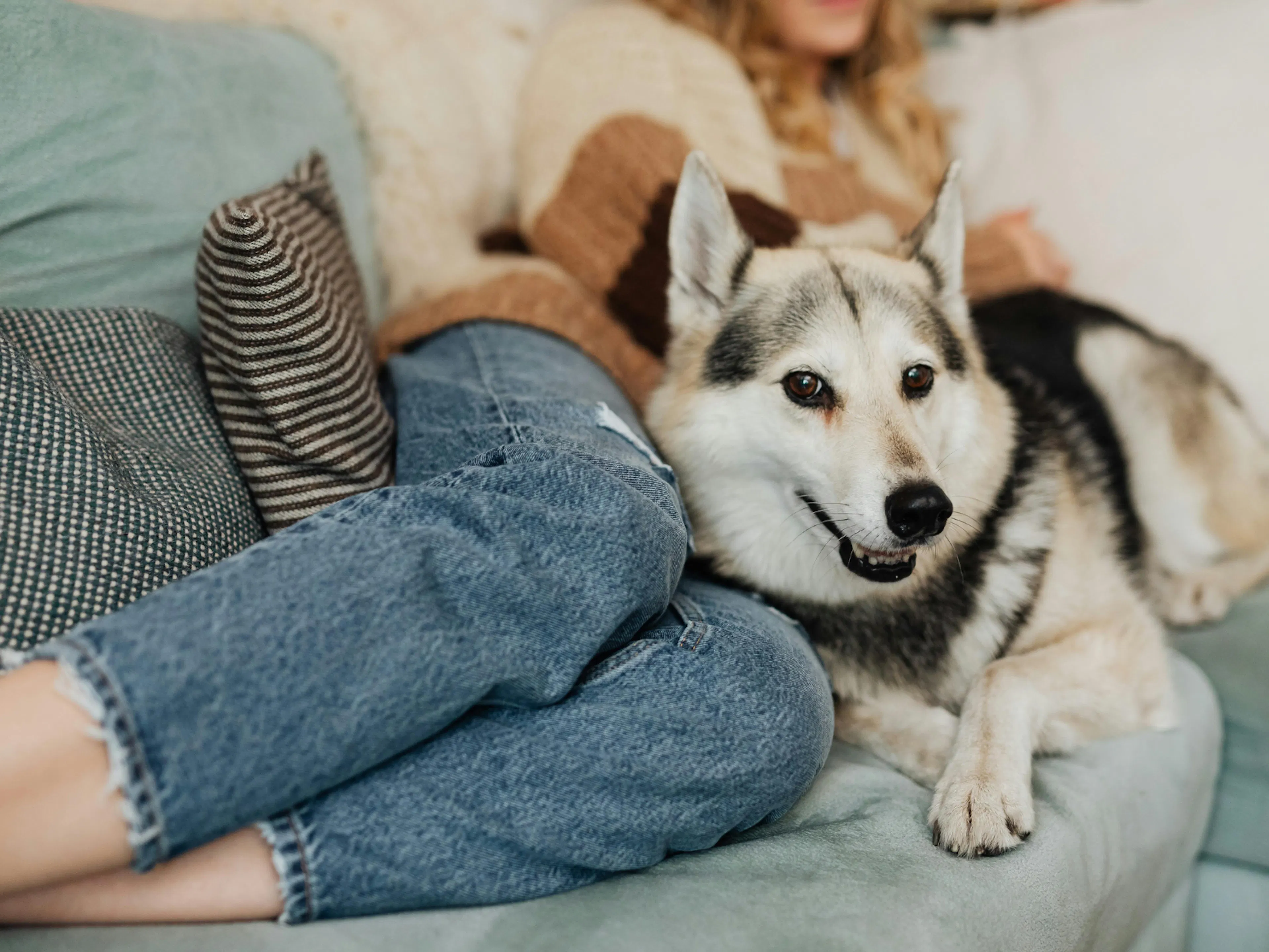 chien allongé sur le canapé avec un humain
