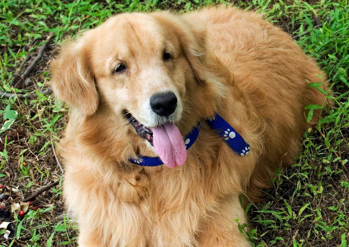 chien couché dans l'herbe