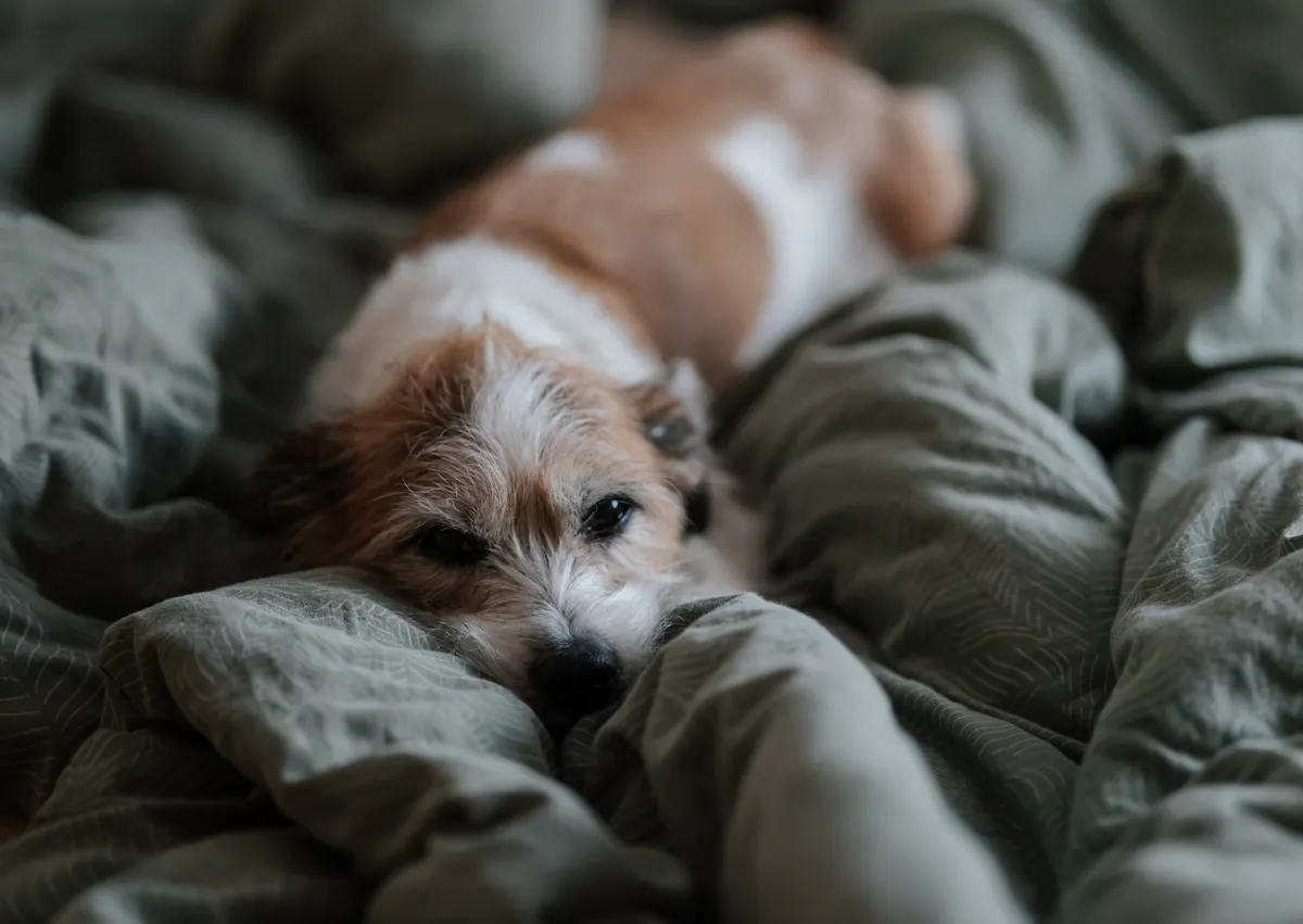 chien couché dans un canapé