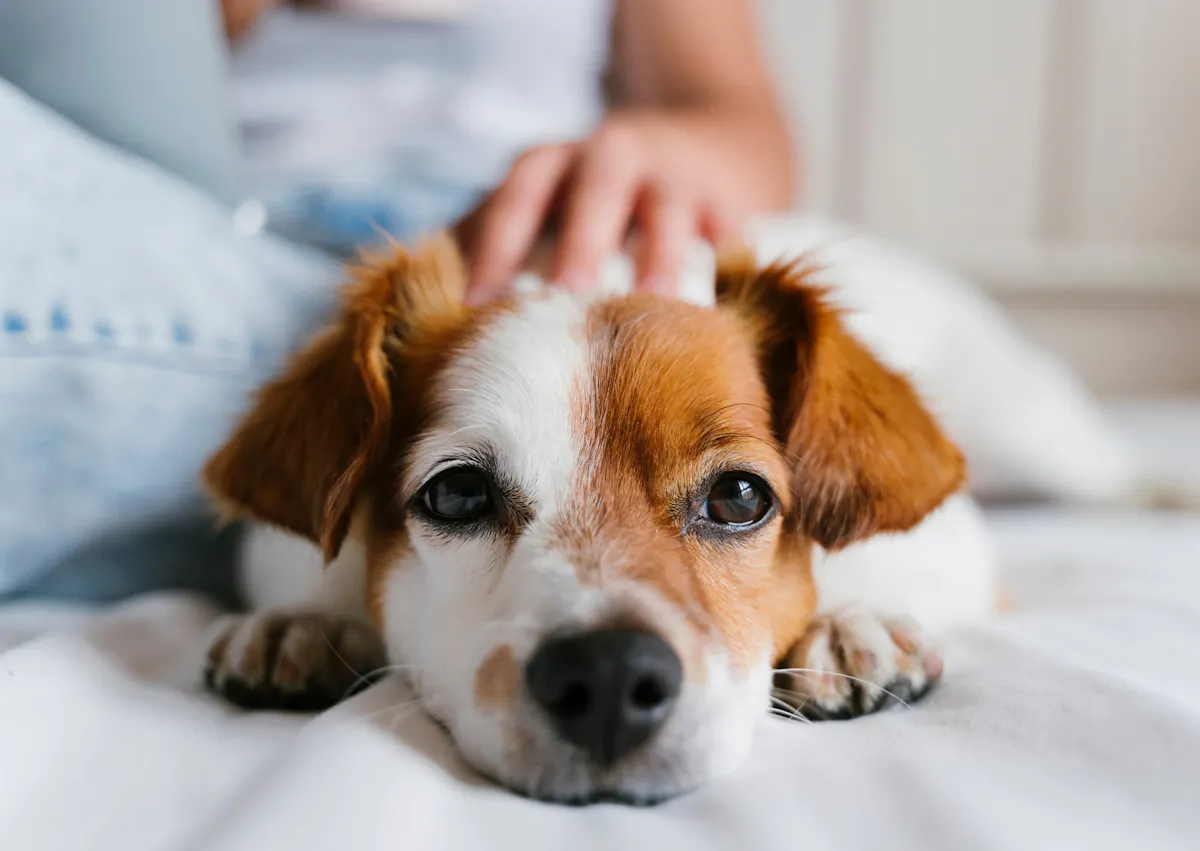 chien couché dans un canapé, il se fait caresser