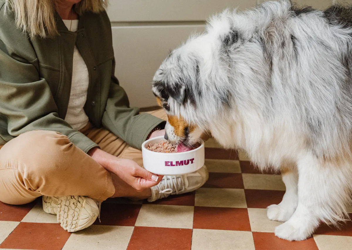 chien qui mange dans une gamelle