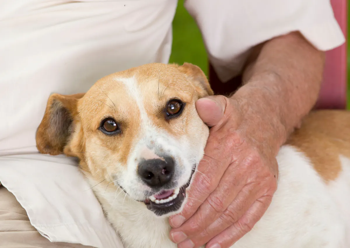chien couché, il se fait caresser