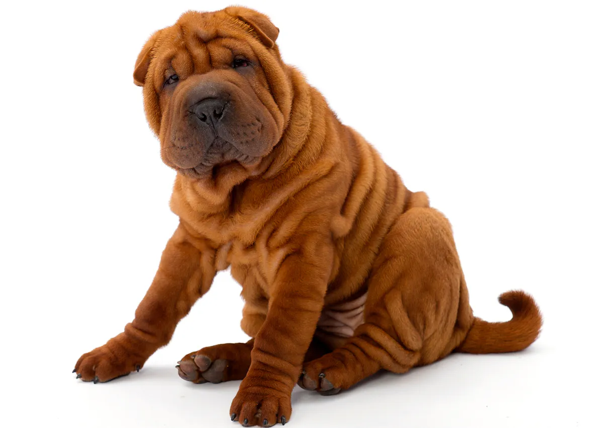 Shar Pei caramet sur un fond blanc