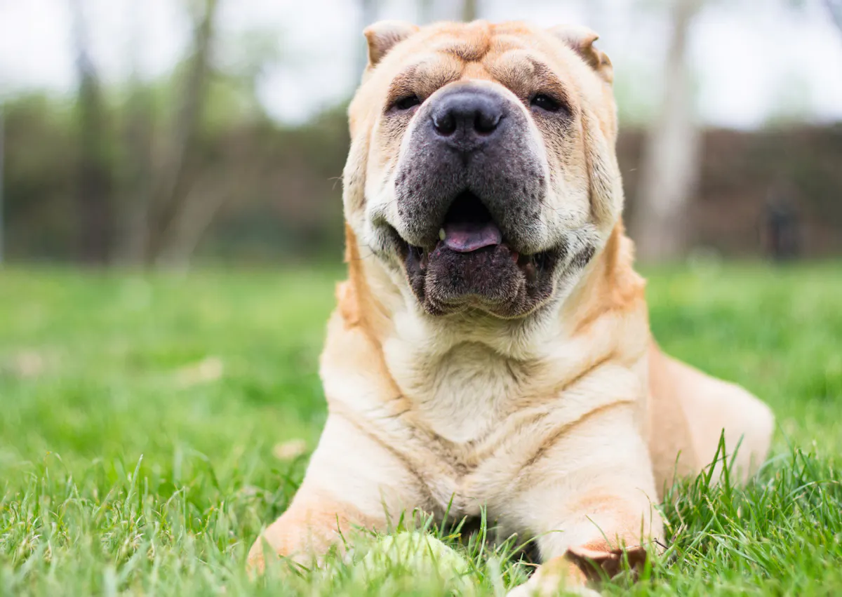 Shar Pei qui tire la langue, il est couché dans une pelouse 
