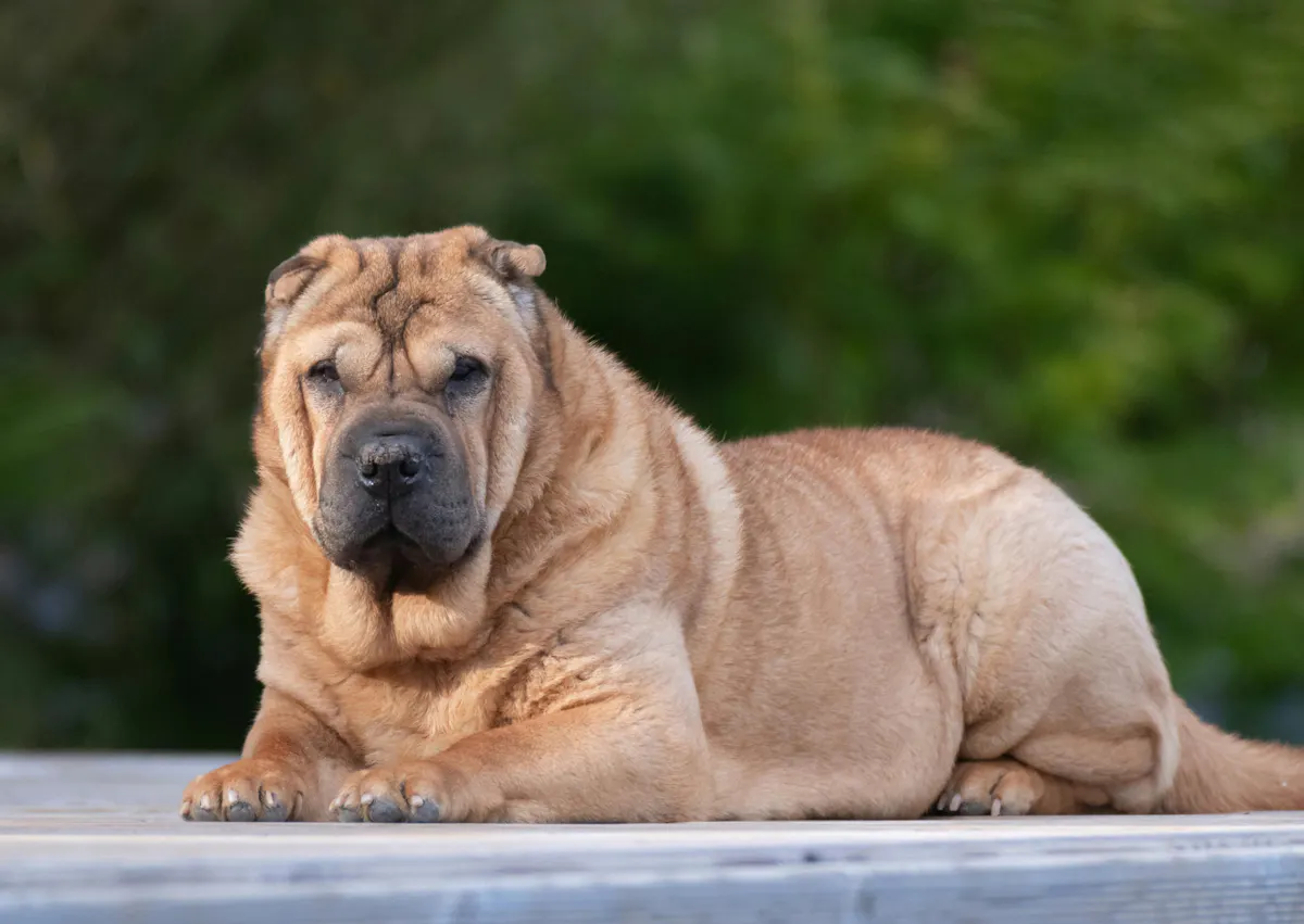 Shar Pei couché 
