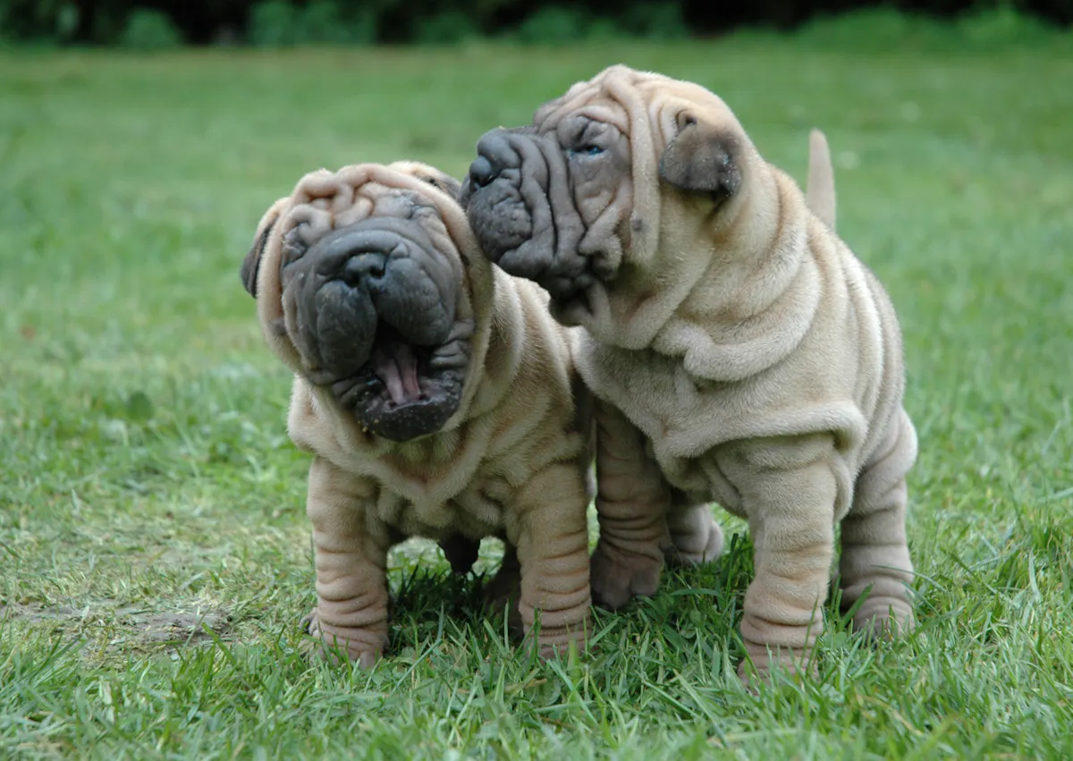 2 chiots Shar Pei dans une pelouse