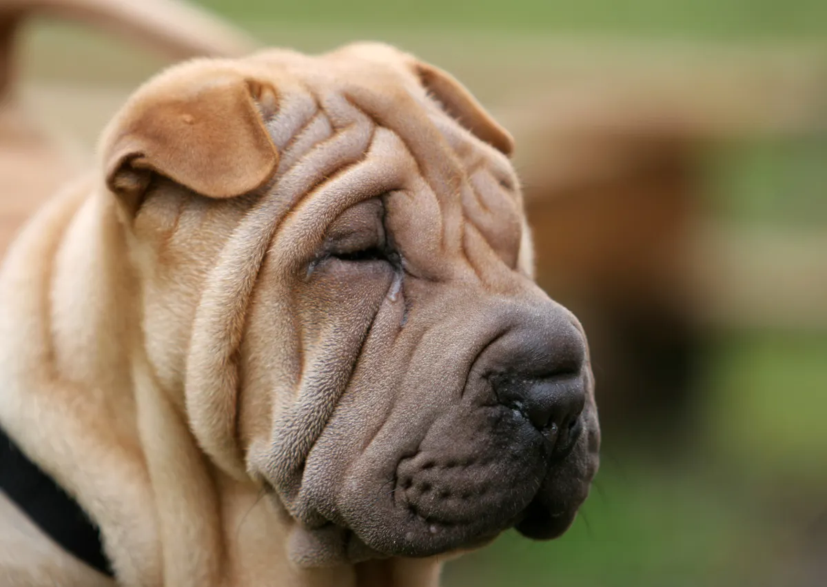 Shar Pei qui regarde devant lui 