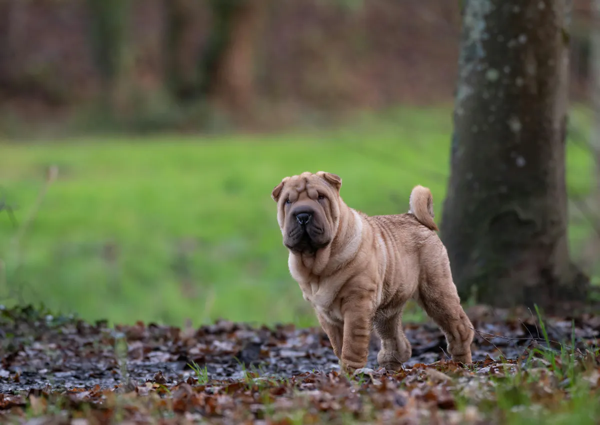 Shar Pei qui regarde au loin dans une forêt