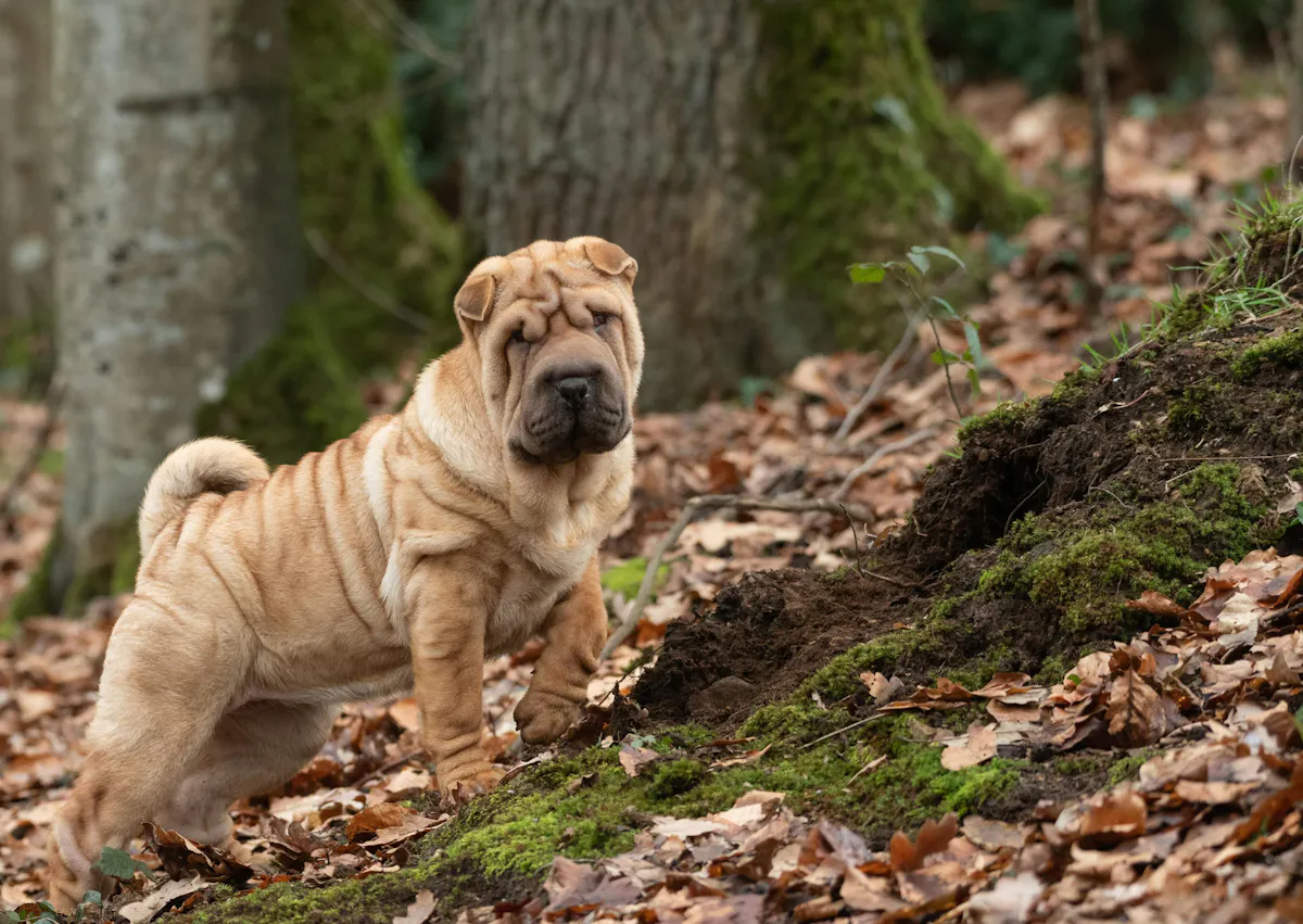 Shar Pei dans les bois