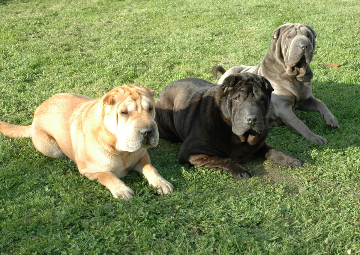 3 Shar Peicouché dans l'herbe et de couleurs différentes