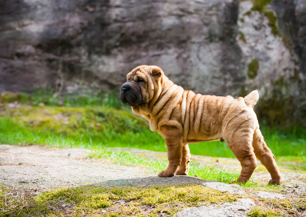 Shar PeiShar Pei qui se tient debout et regarde au loin