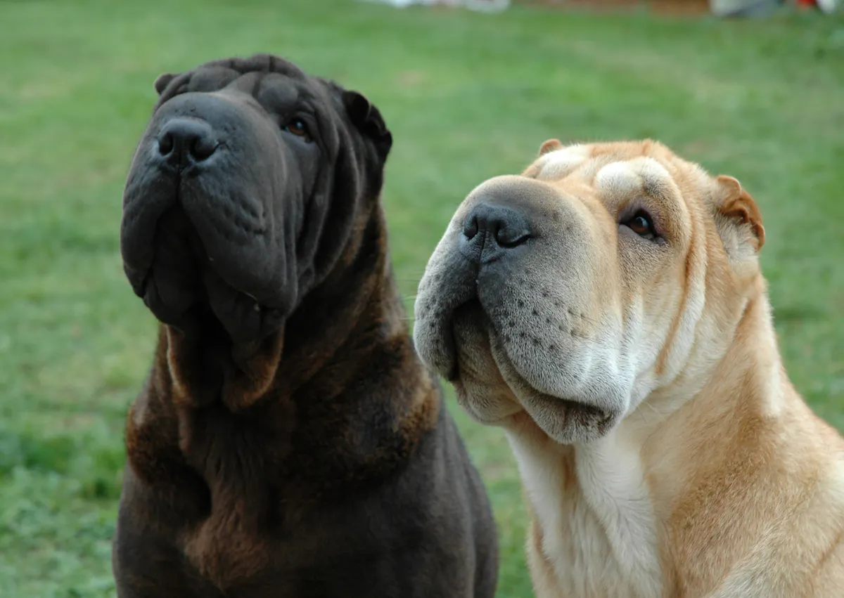 2 Shar Pe, un noir et un beige, regardent vers le haut