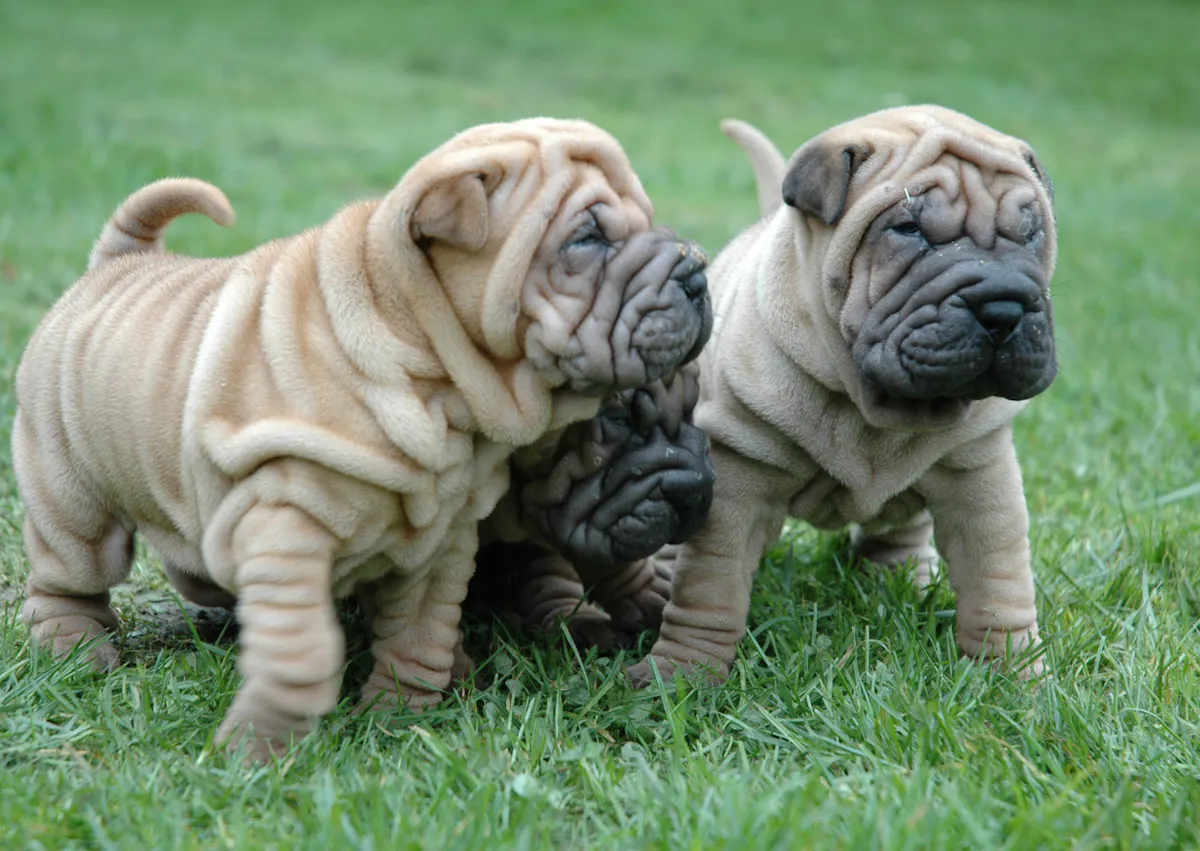 3 chiots Shar Pei dans une pelouse