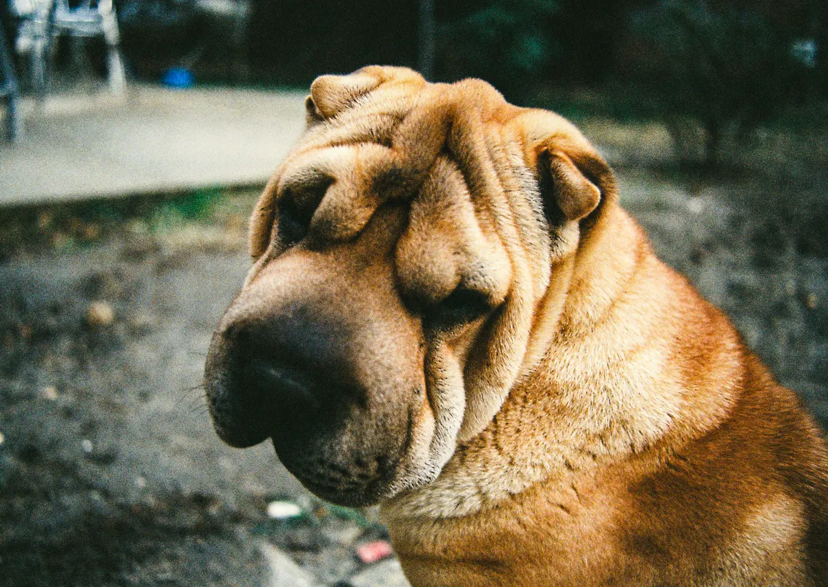 Shar Pei qui regarde vers le bas