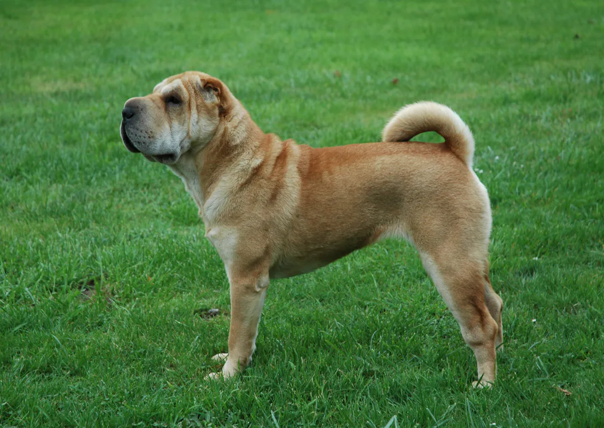 Shar Pei debout dans la pelouse