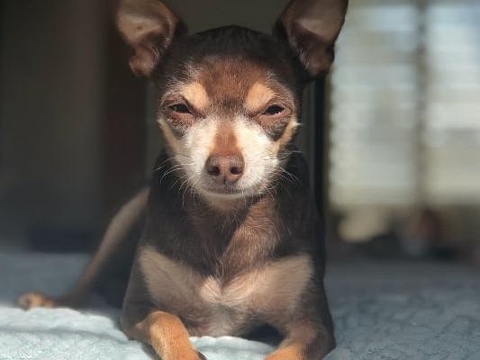 Chihuahua allongé 