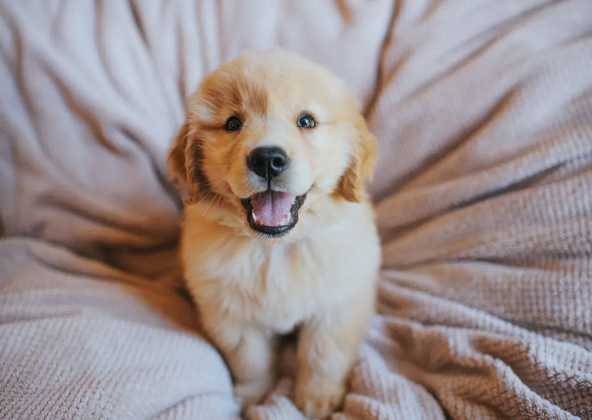 chiot dans un lit qui tire la langue