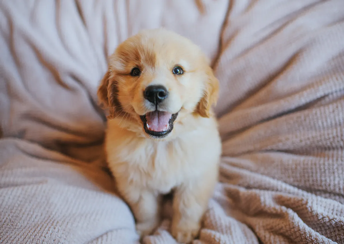 chiot dans un lit qui tire la langue 