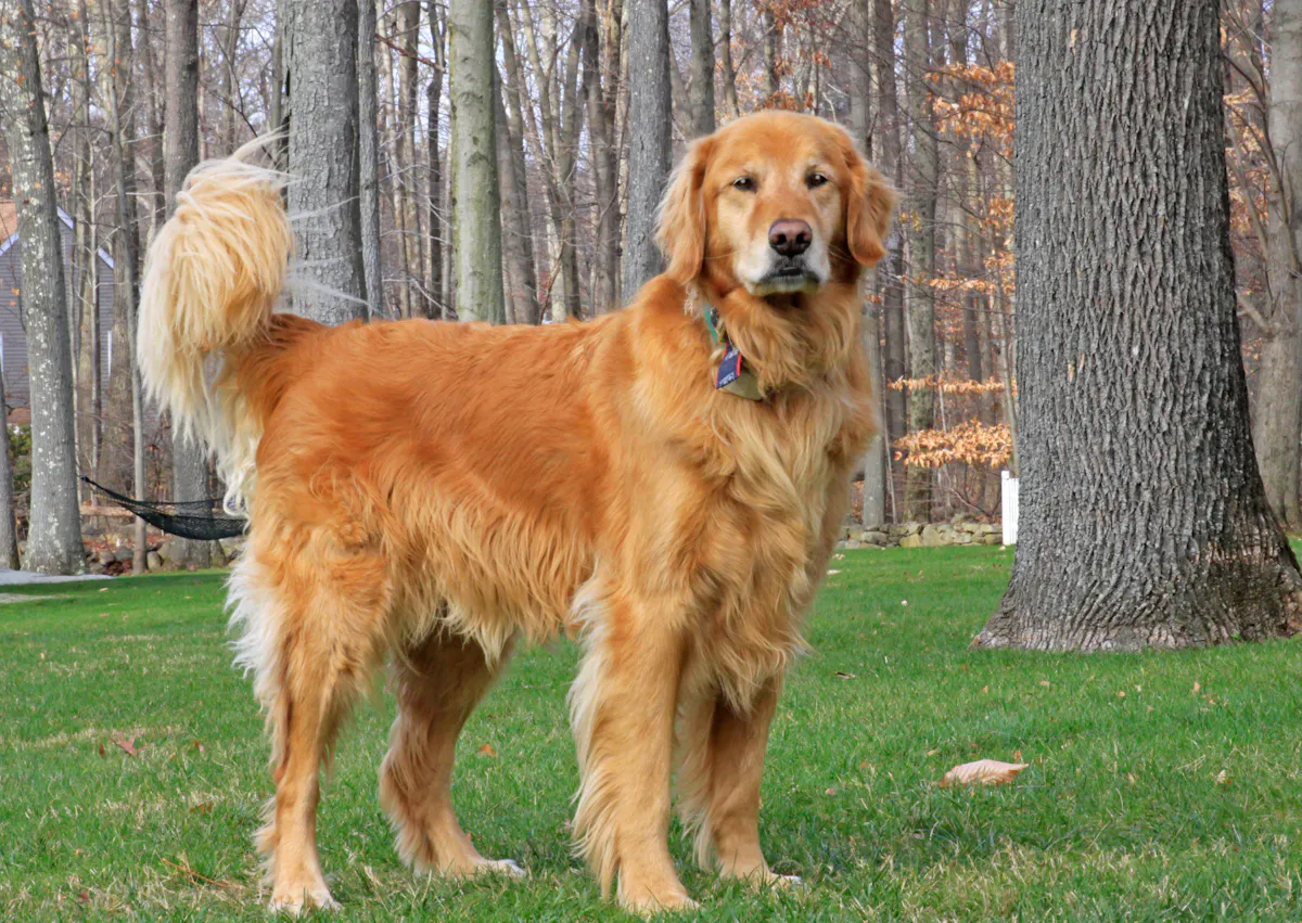 Golden Retriever dehors dans la pelouse
