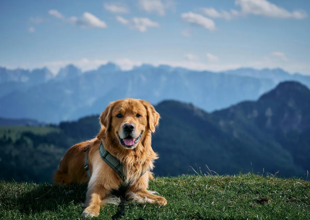 Golden Retriever couché, derrière lui il y a des montagnes