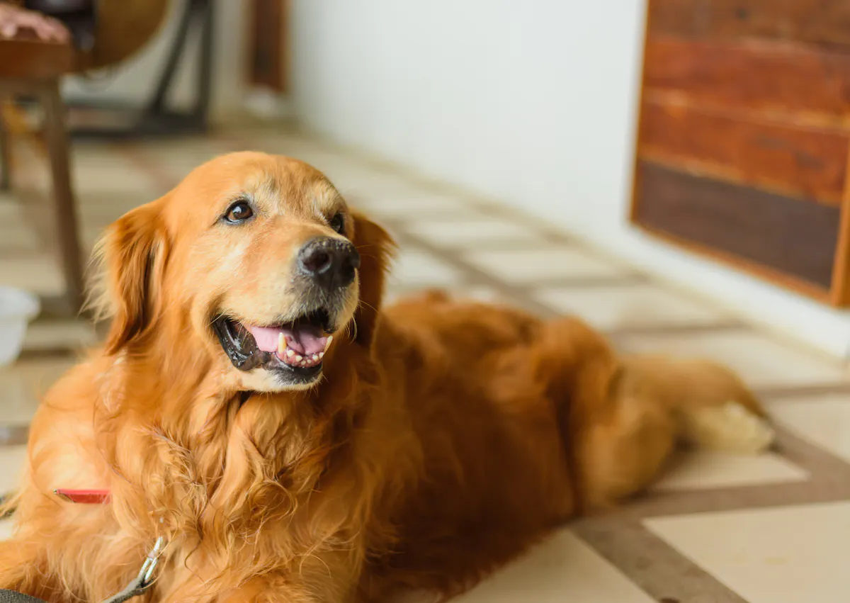 Golden Retriever couché dans une cuisine, il regarde vers le haut