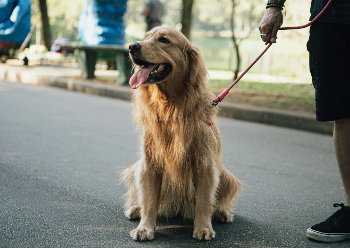 Golden Retriever assis sur un trottoir