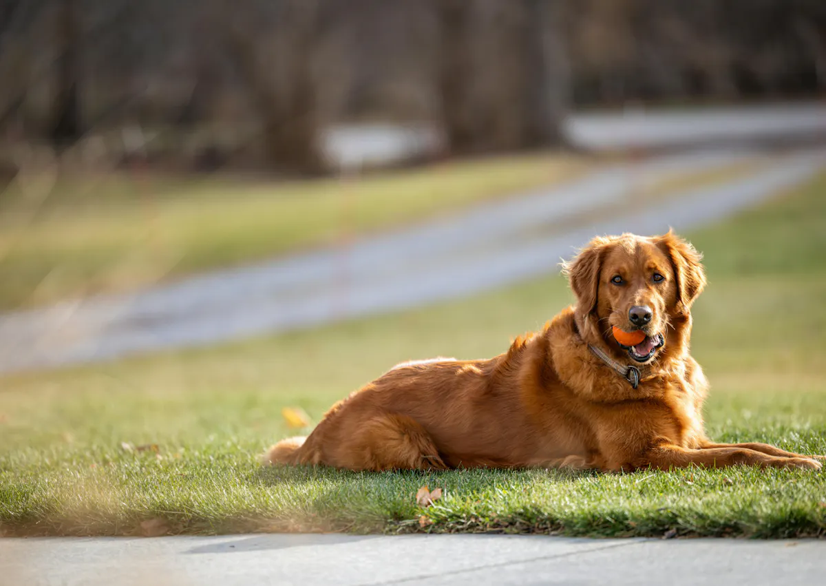 Golden Retriever couché dans l'herbe avec une balle dans la gueule 