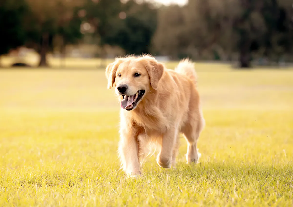 Golden Retriever qui court dans un champs