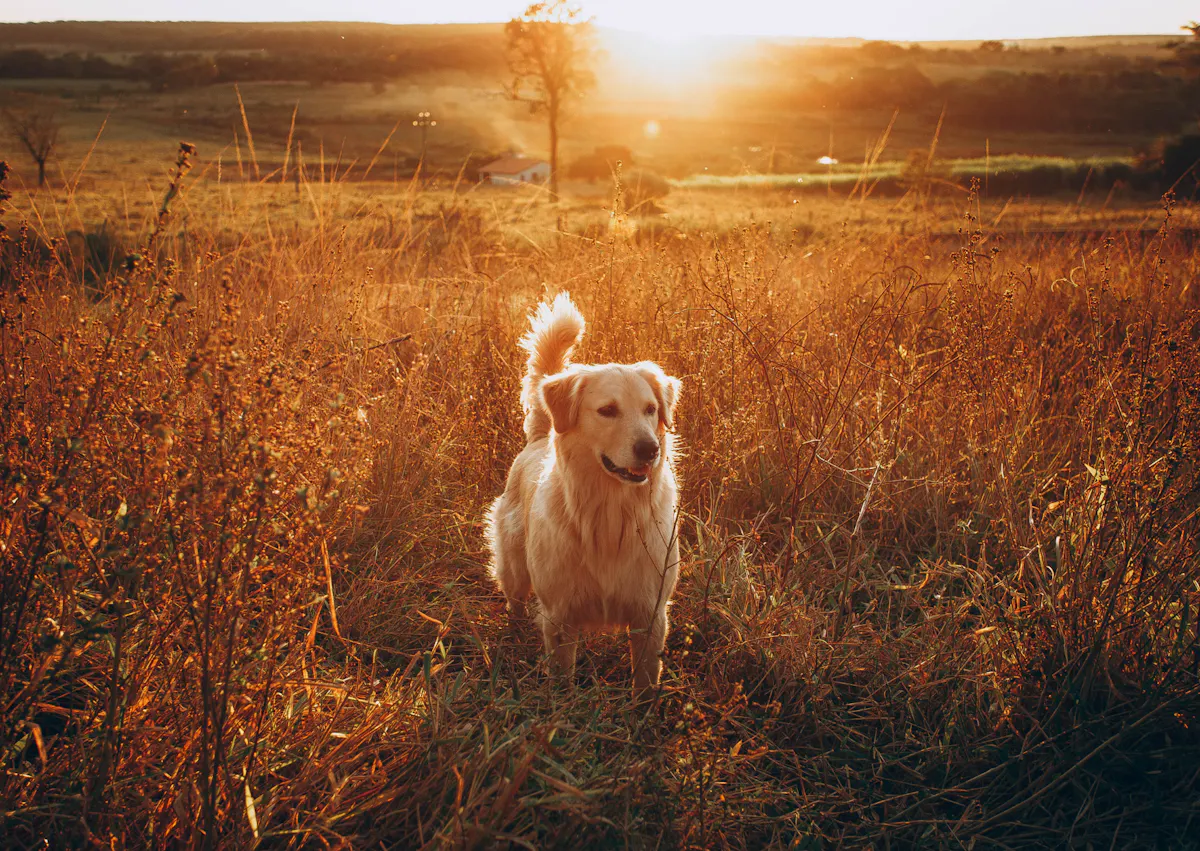 Golden Retriever dans un champs qui regarde au loin, derrière lui, il y a un couhé de soleil