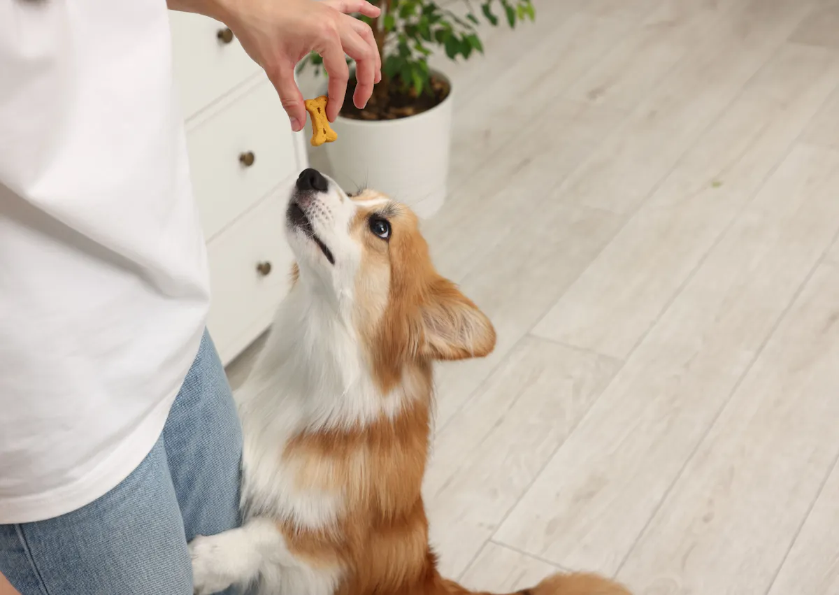 un corgi monte sur quelqu'un pour réclamer une friandise
