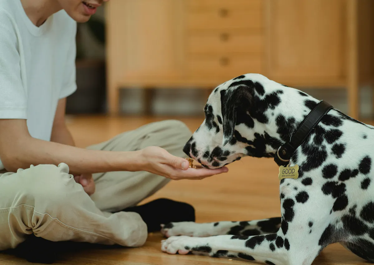 un homme donne une friandise à un dalmatien