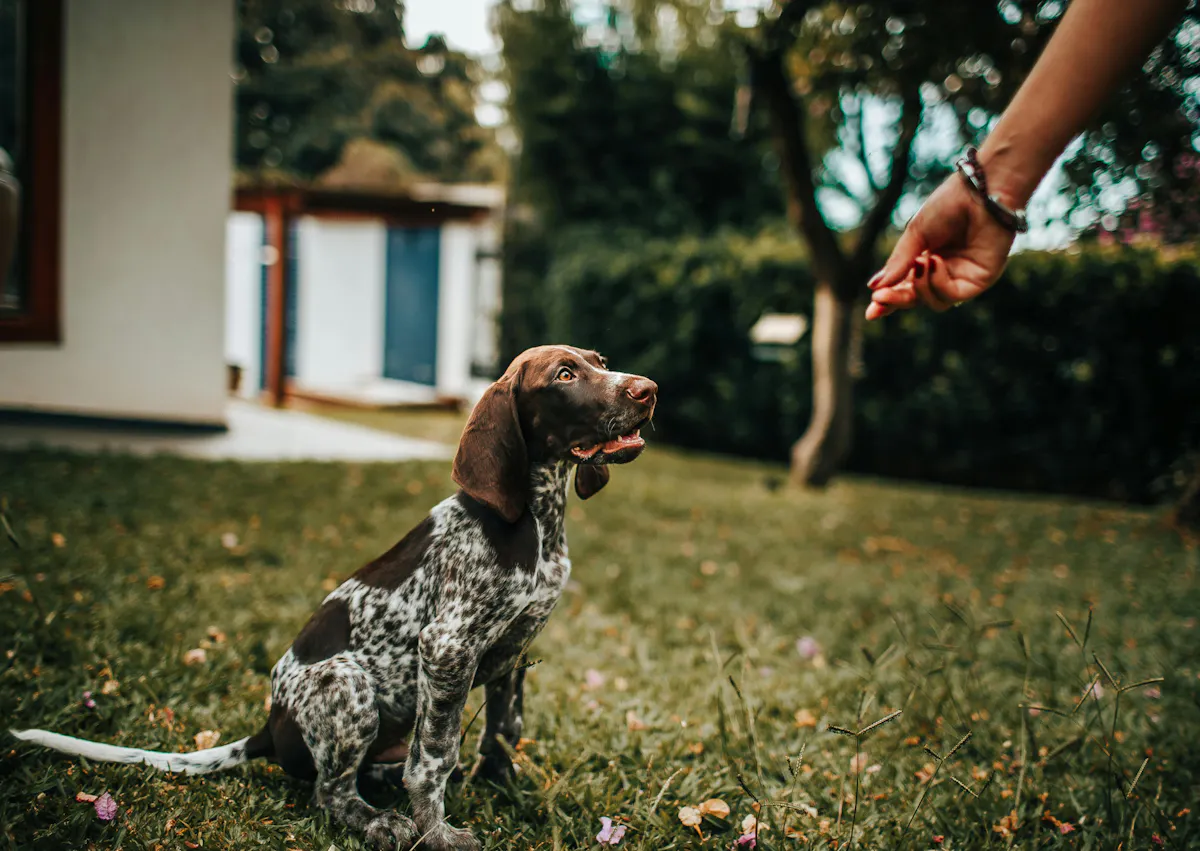 un chien attend une friandise de la main d'une personne dans un jardin