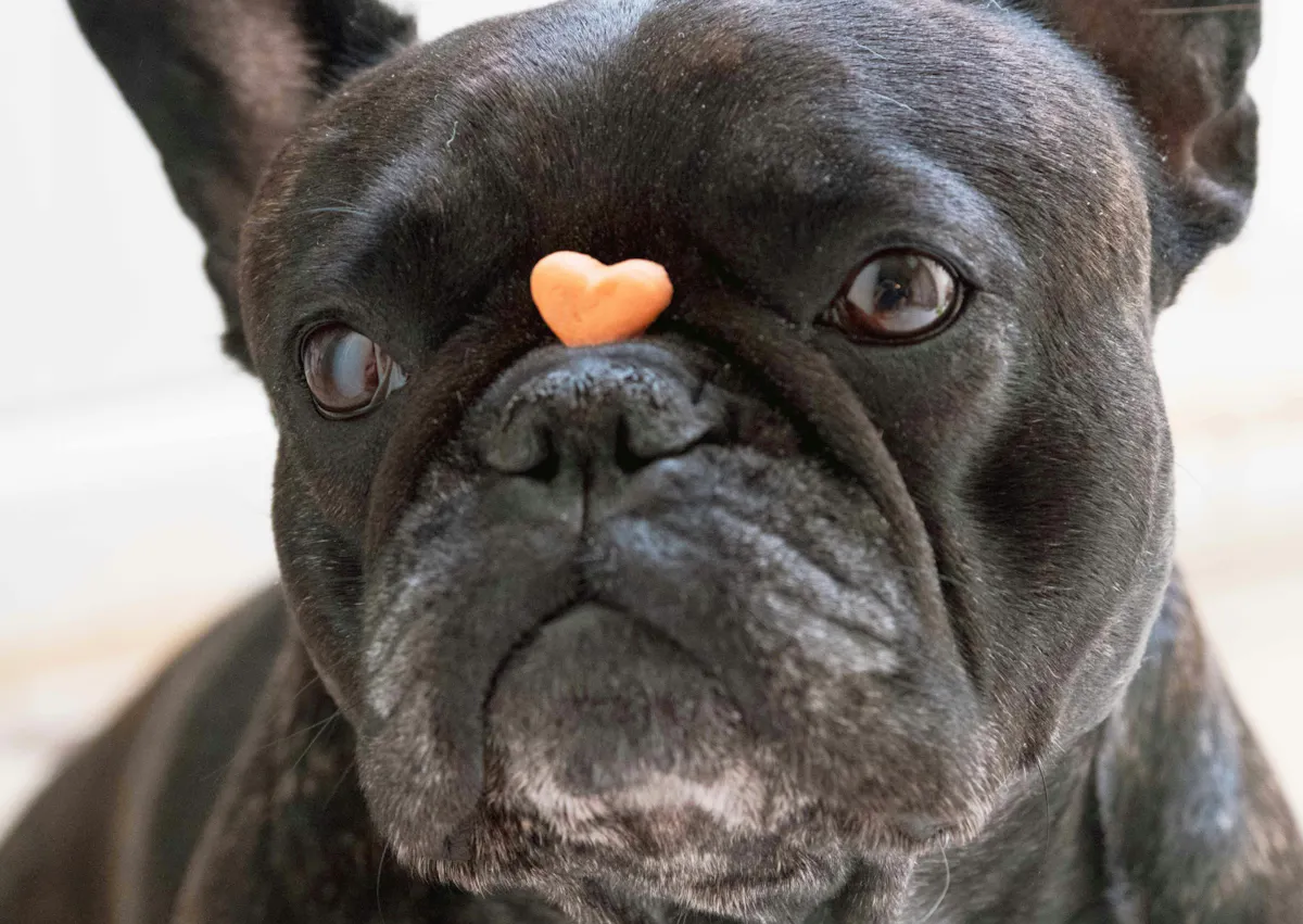 un bulldog français à une friandise en forme de coeur sur le nez