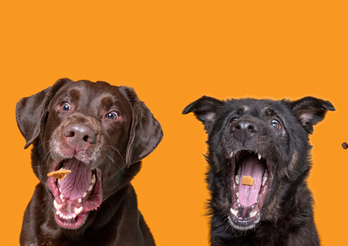 deux chiens atrrapent des friandises en plein vol 