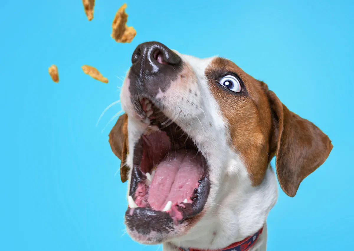 un chien attrape une friandise en vol