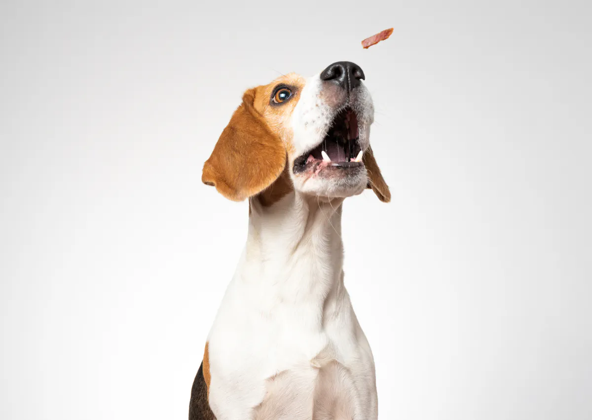 un beagle attrape une friandise 