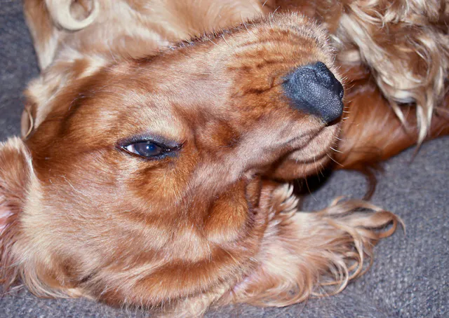 Cocker Spaniel : caractère, santé, prix et conseils d'expert