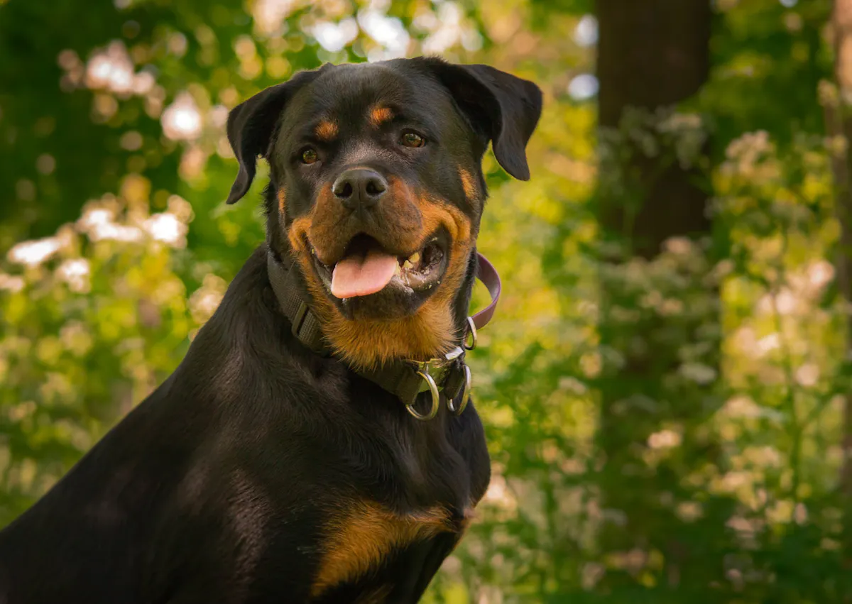 Rottweiler assis qui regarde au loin