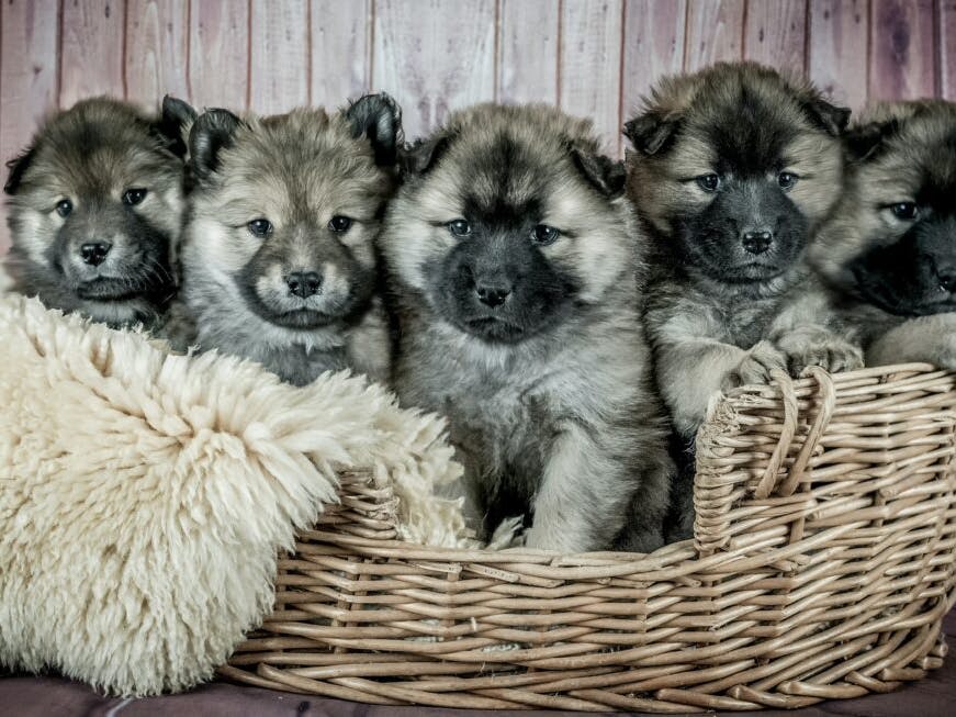 des chiots dans une corbeille en osier