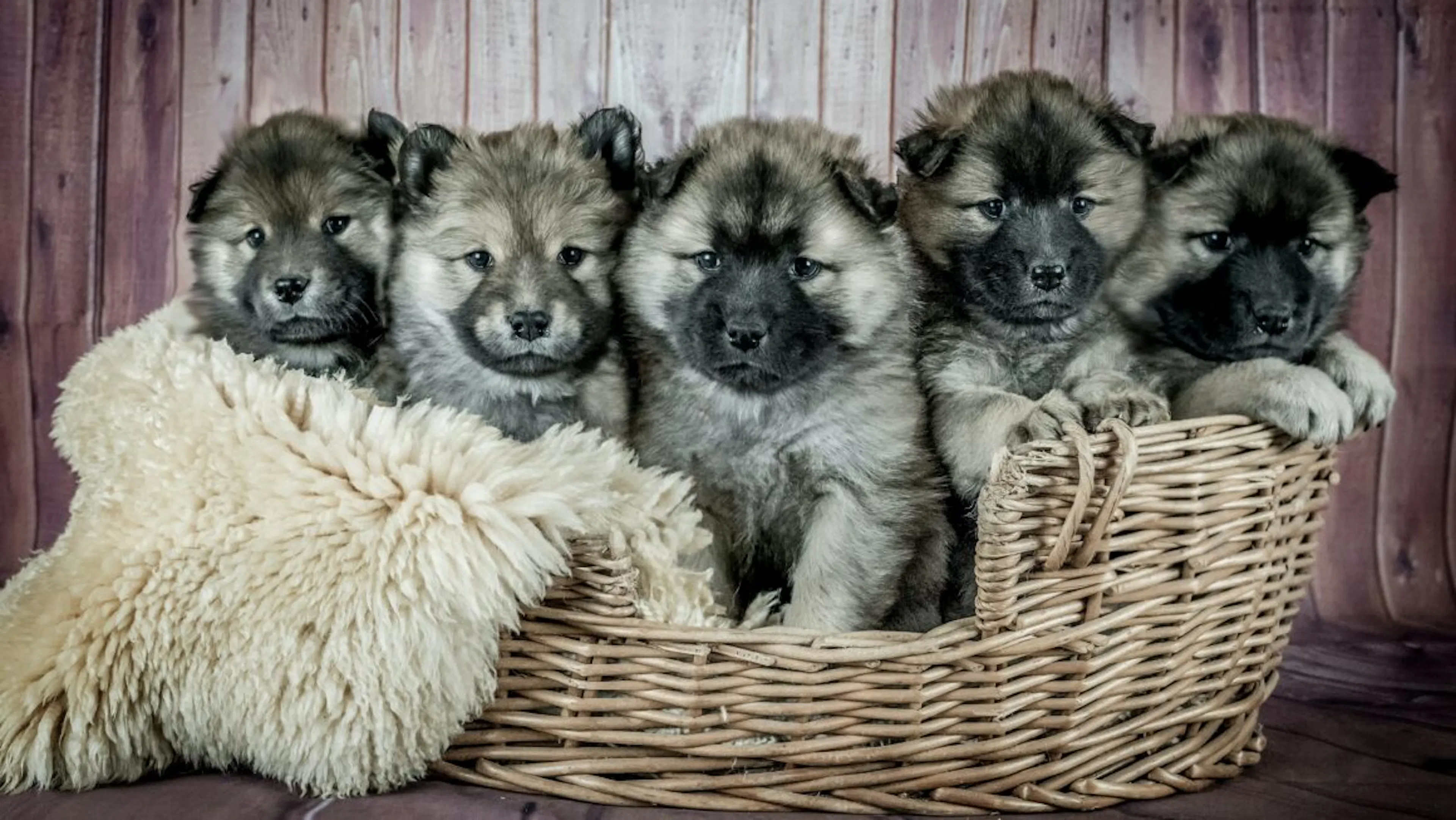 des chiots dans une corbeille en osier
