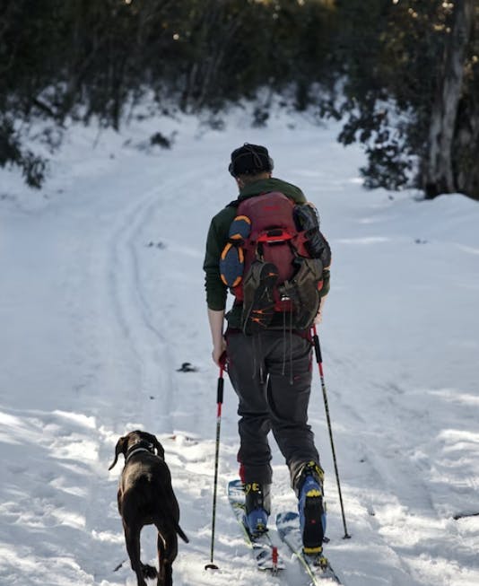 chien au ski