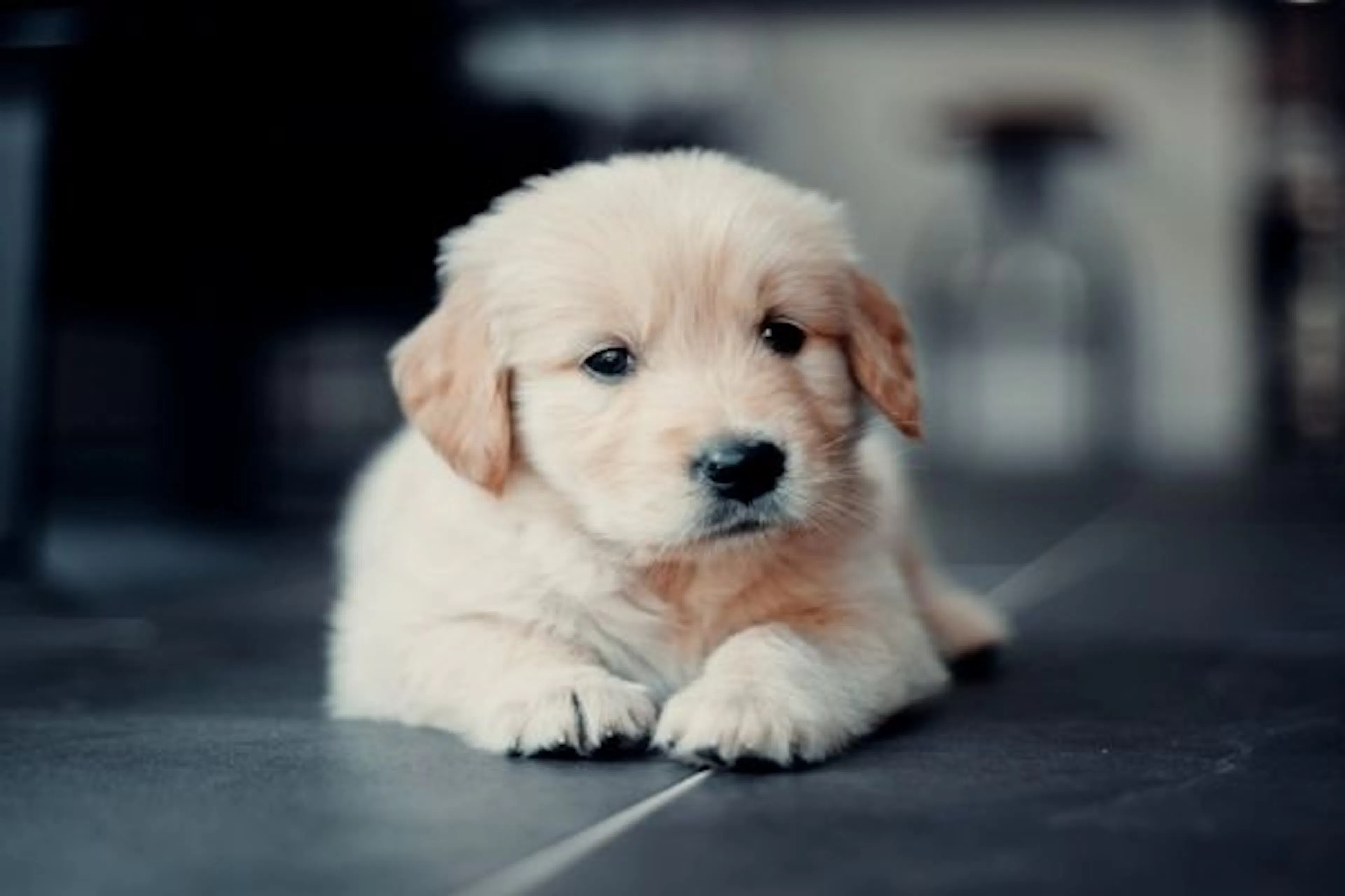 Chiot allongé