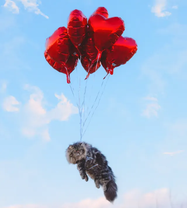 Reba Spike – chat Saint-Valentin – Unsplash