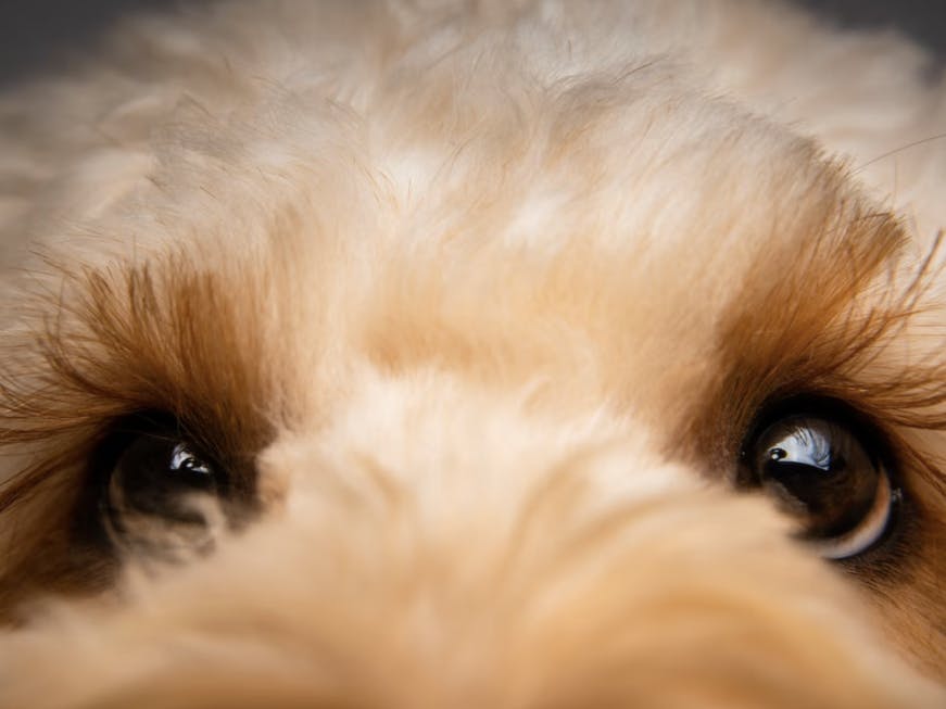 zoom sur les poils d'un chien